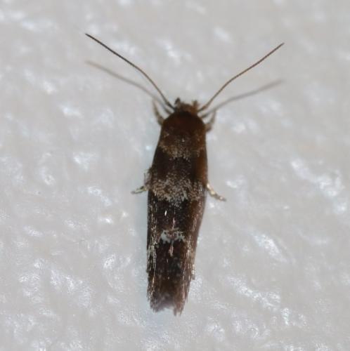 Mompha sp.